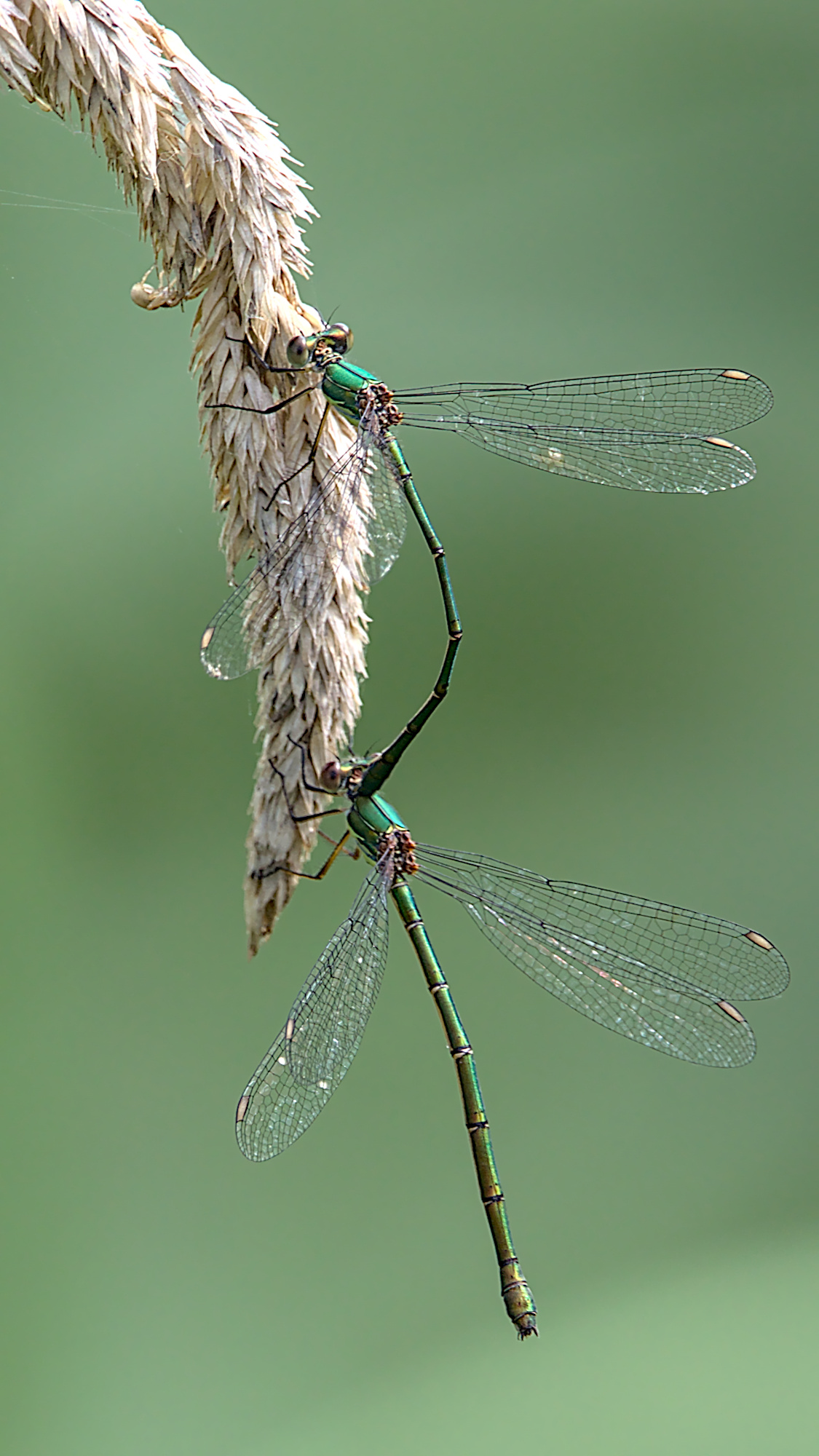 Ein Weidenjungfer Pärchen?